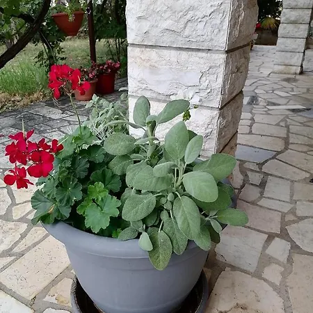 Apartament Summer 2 *